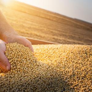 Análise de Mercado: O Impacto da Produção Recorde de Soja no Brasil em 2024