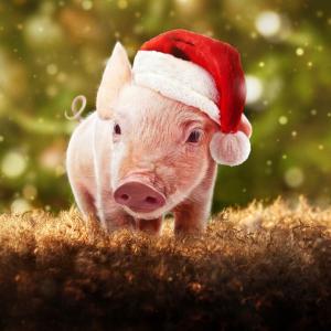 O Natal é Agro: Celebrando a Essência do Campo na Festa Mais Tradicional do Ano