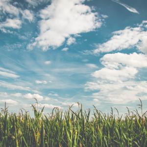 Plantio Direto: Uma Abordagem Sustentável para a Agricultura